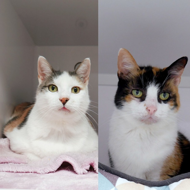 Photo of Hazel Sua015715 & Olive Rsta010298