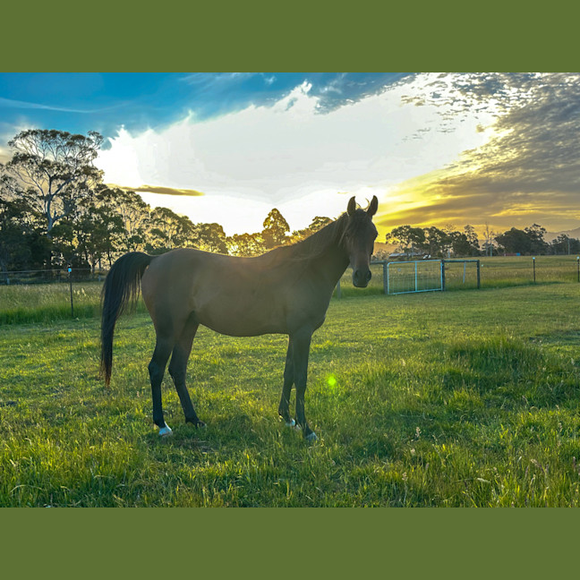 Photo of Armadell Manni