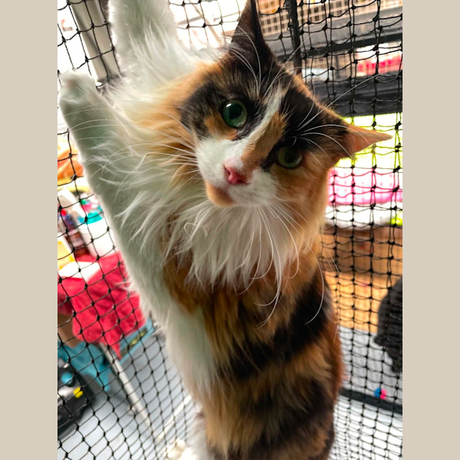 Photo of Elisa ** 2nd Chance Cat Rescue**