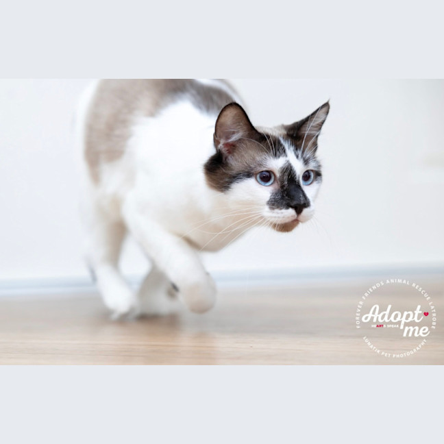 Photo of Mochi