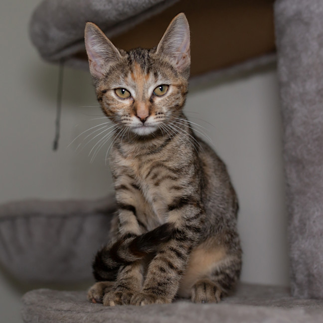 Photo of Juno