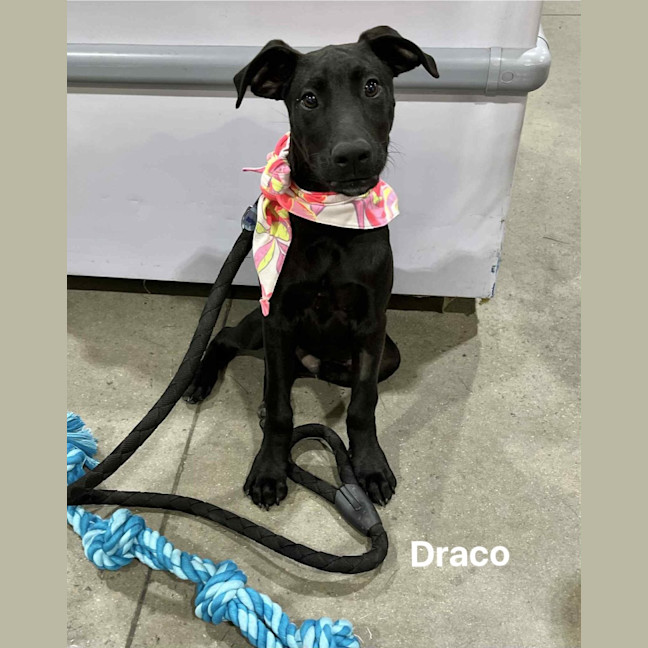Photo of Draco