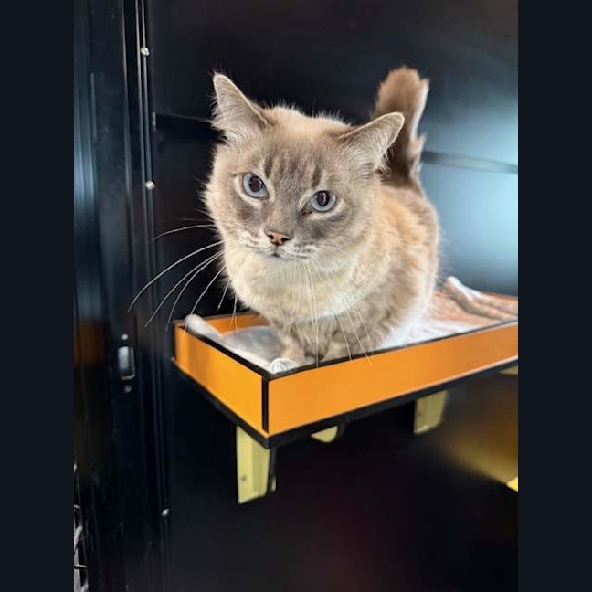 Photo of Nala