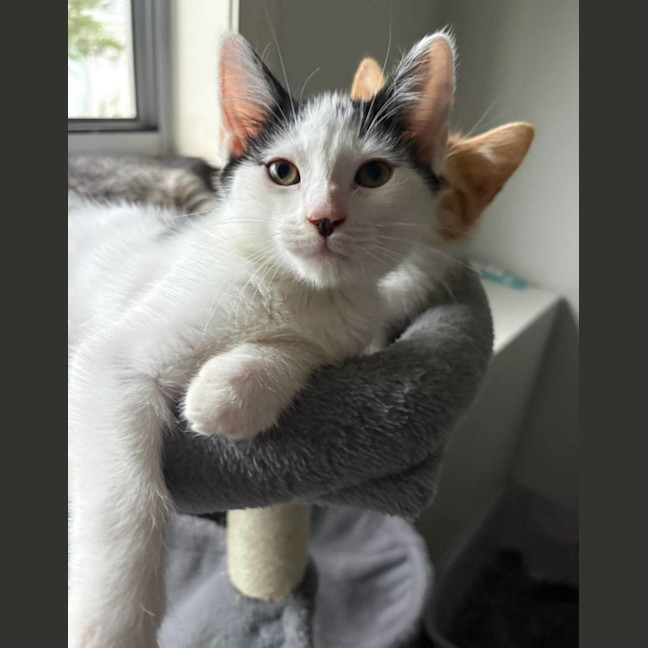 Photo of Otis