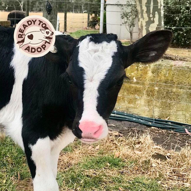 Photo of Firenze & Clyde