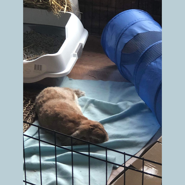 Photo of Fluffy (With Peter)