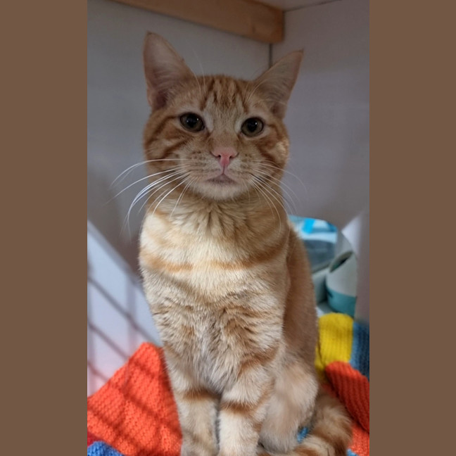 Photo of Nog