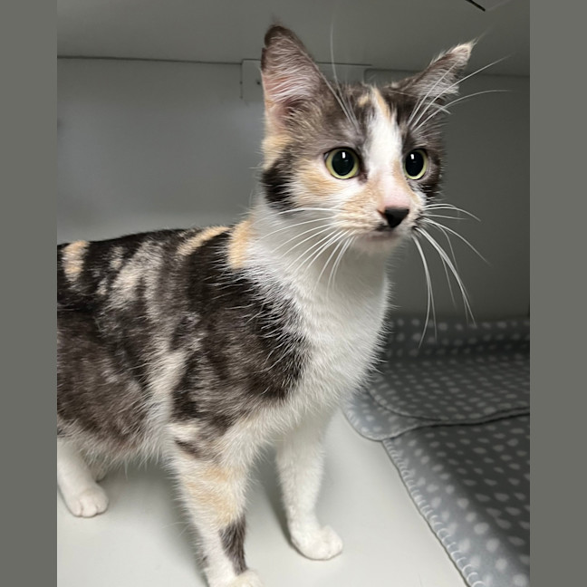 Photo of Spot