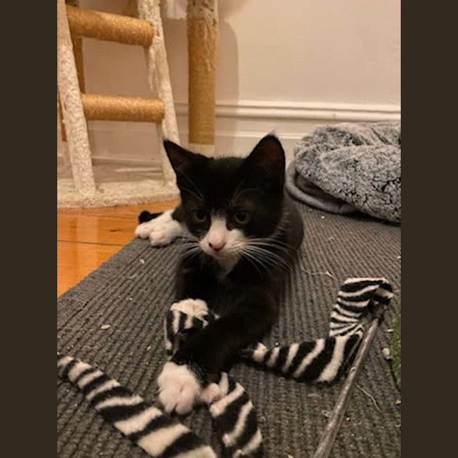 Photo of Bernie & Stripey