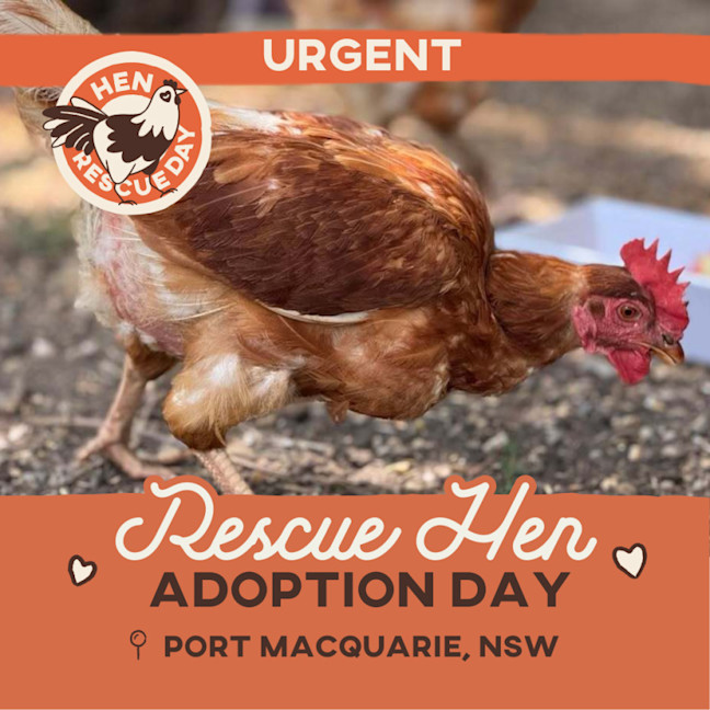 Photo of Rescue Hens