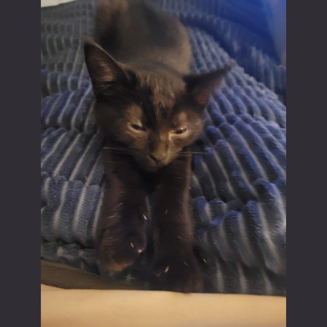 Photo of Nova Moo
