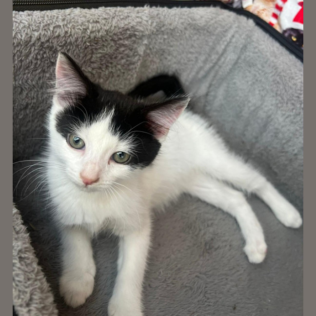 Photo of Jessie *9 Lives Project Rescue*