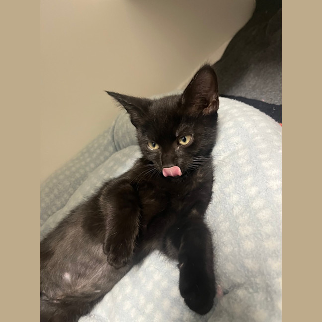 Photo of Nyx