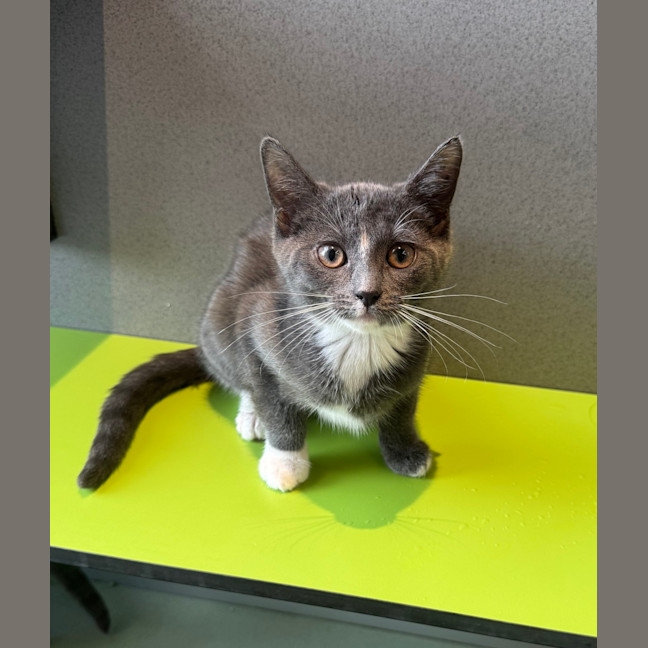 Photo of Pomegranate