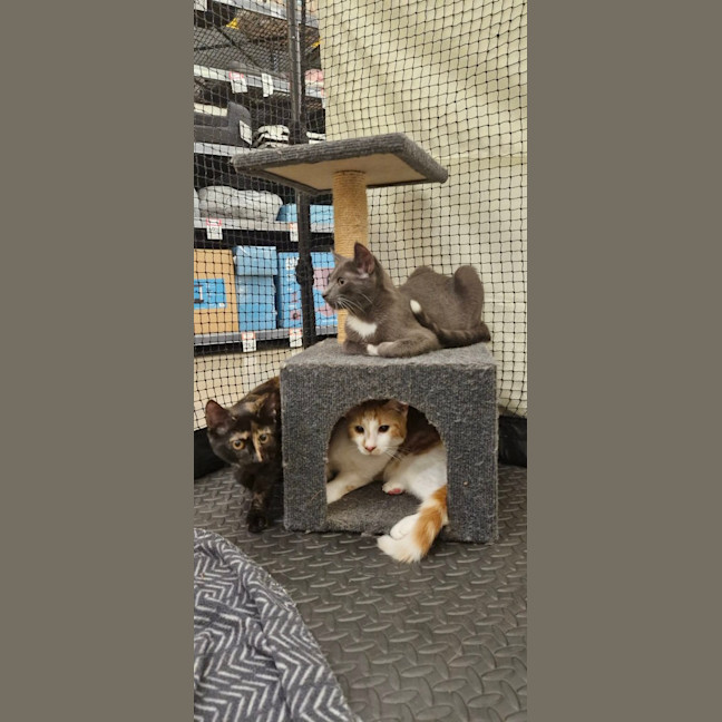 Photo of Whisper