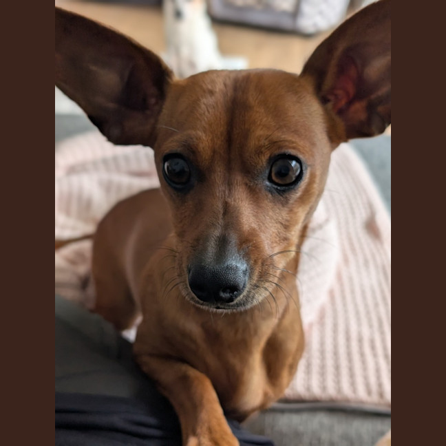 Photo of Momo
