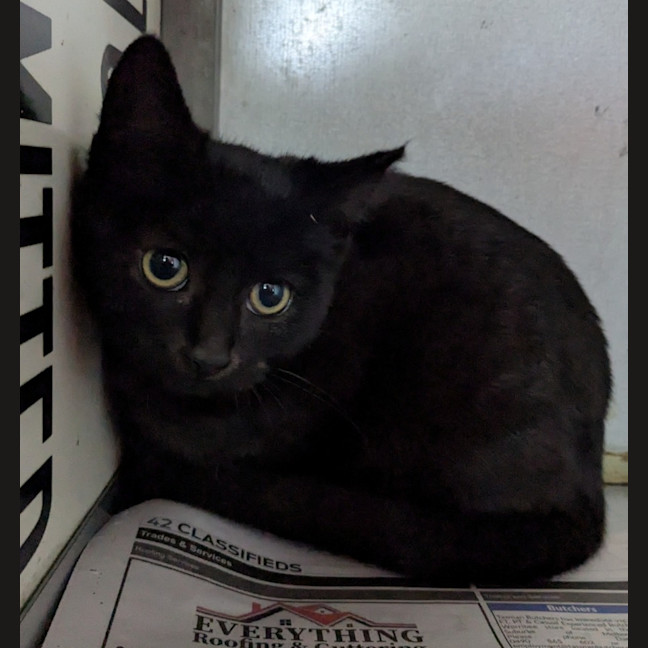 Photo of Mushroom Magee