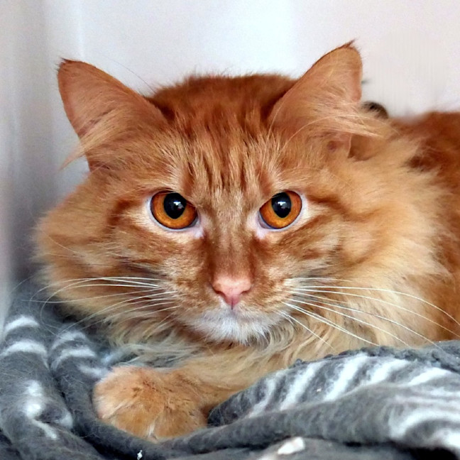 Photo of Caramel Sta013578