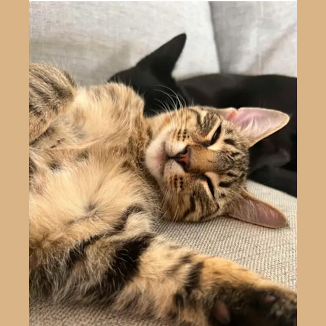 Photo of Binx And Onyx