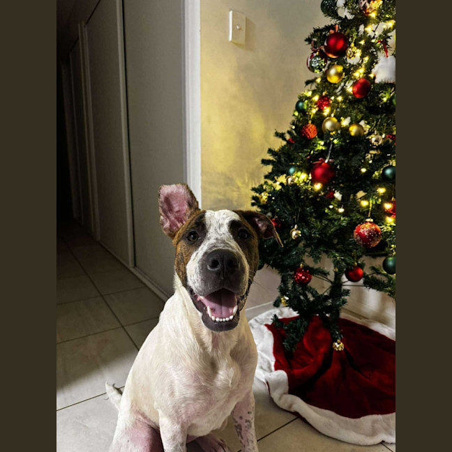 Photo of Barney