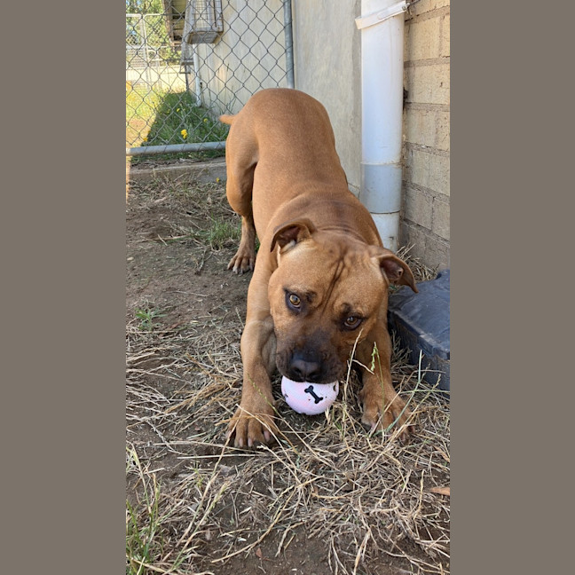 Photo of Ollie