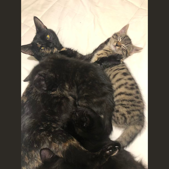 Photo of Claudia   2 Year Old Domestic Short Hair