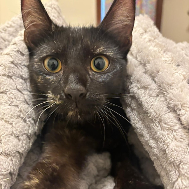 Photo of Mystic