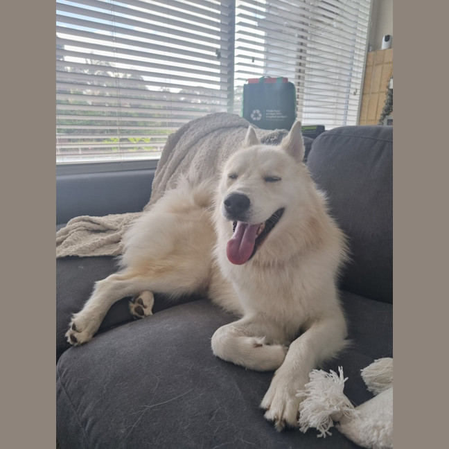 Photo of Snowball   2 Year Old Husky