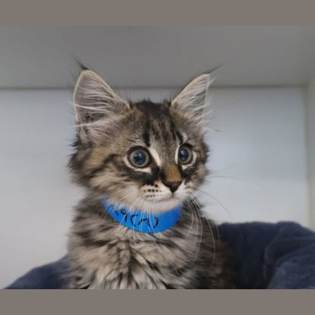 Photo of Miggles