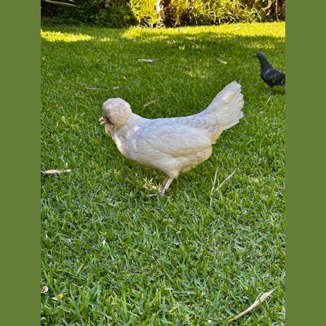 Photo of Renata, Patrizia And Enza