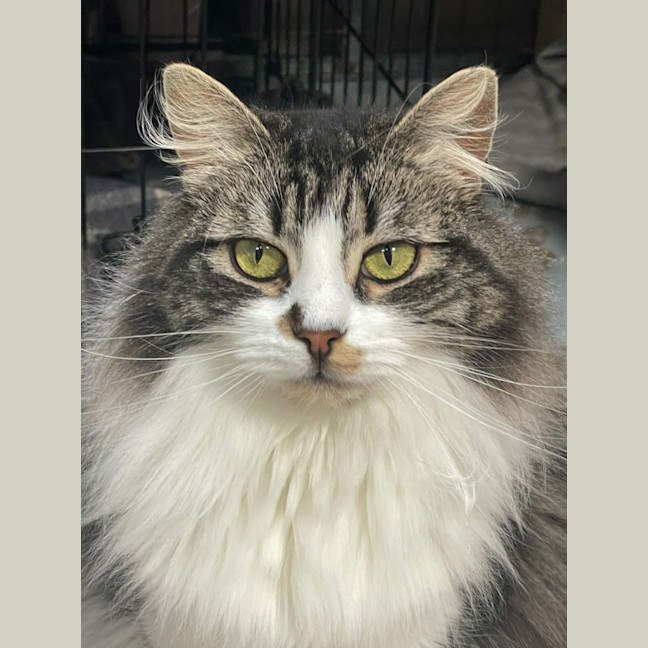 Photo of Hissy Missy Maggy May ** 2nd Chance Cat Rescue**