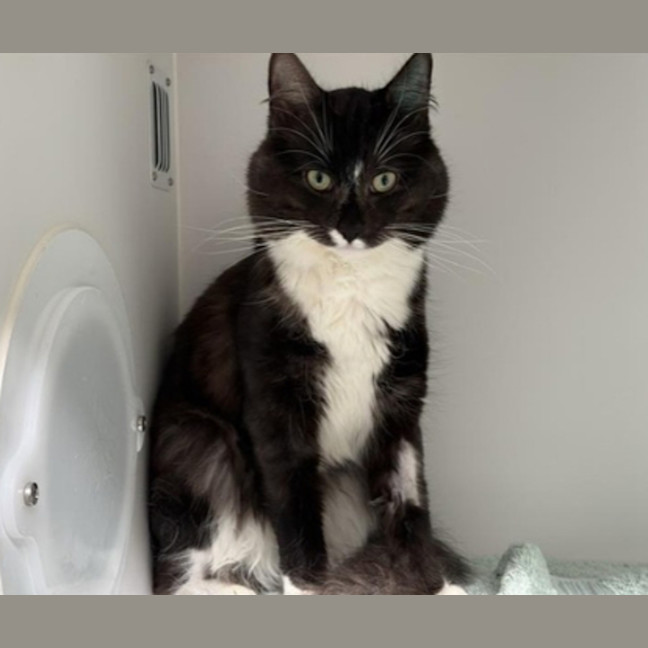 Photo of Oreo 