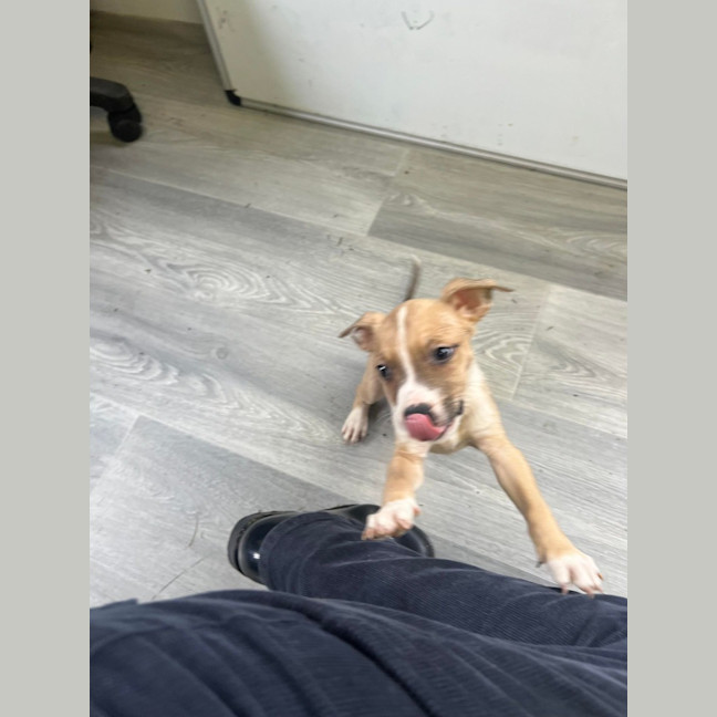 Photo of Cinnamon