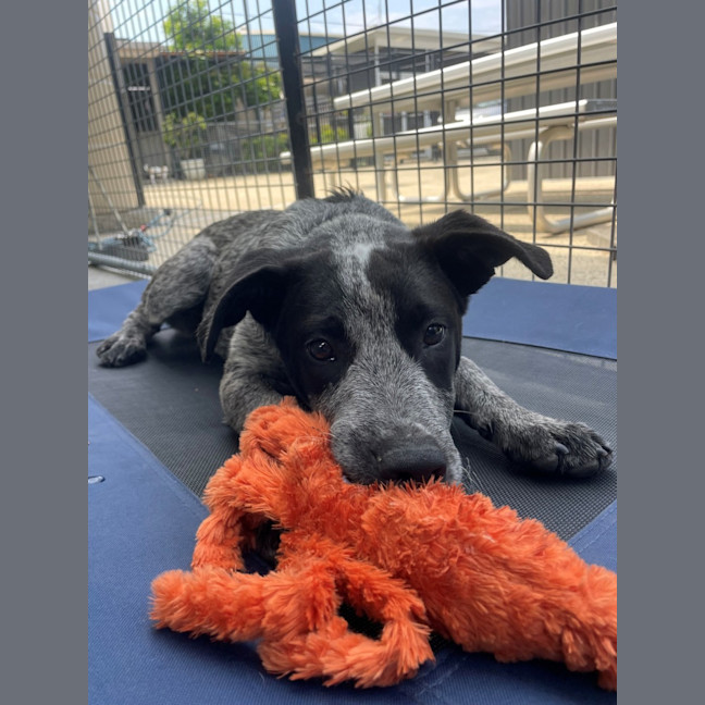 Photo of D1216 Panda