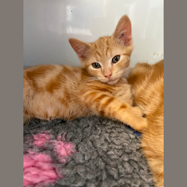 Photo of Cheeto