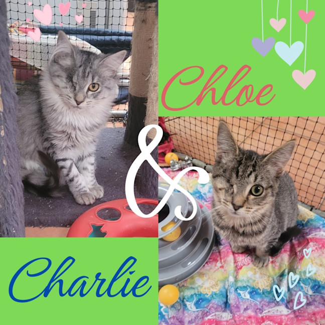 Photo of 💖 Chloe & Charlie 💖