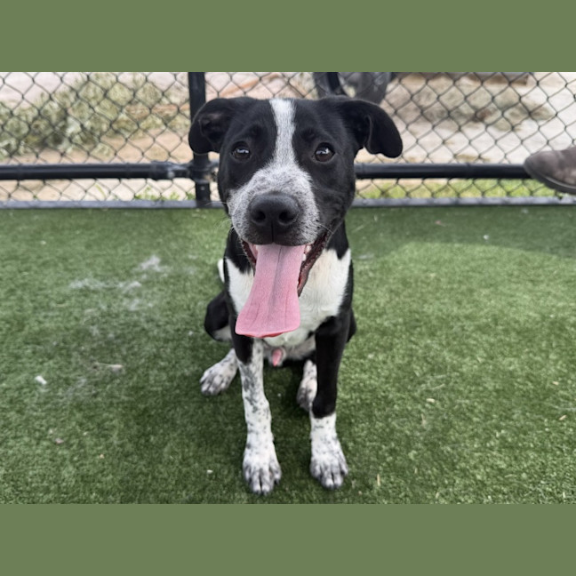 Photo of Carter Imp 470