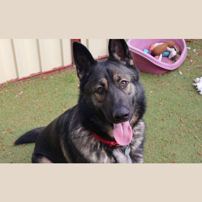 Photo of Rex