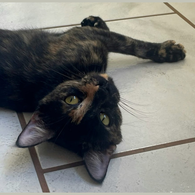Photo of Tawny
