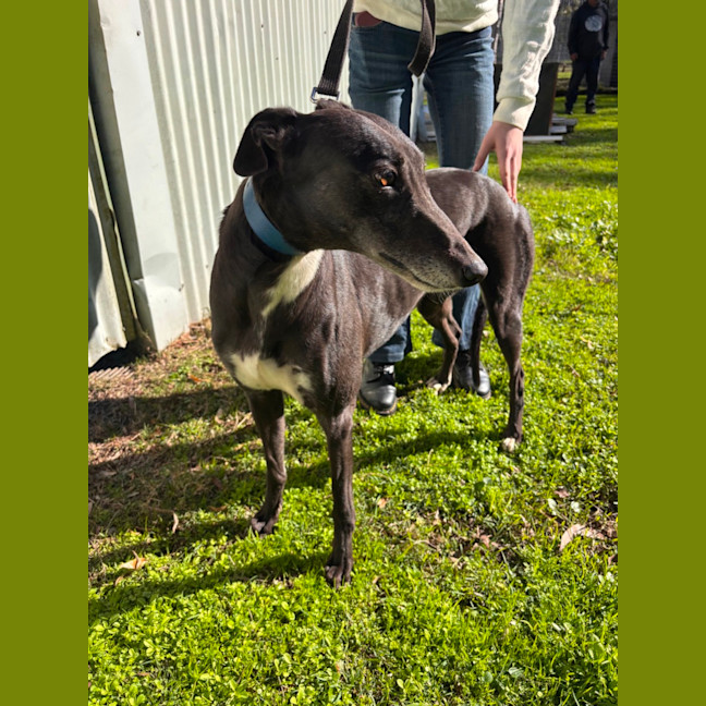 Photo of Magnolia (Maggie)