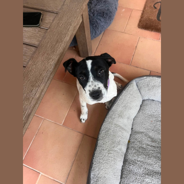 Photo of Stella