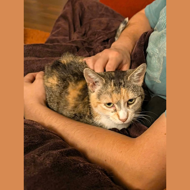 Photo of Peach