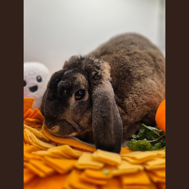 Photo of Taz