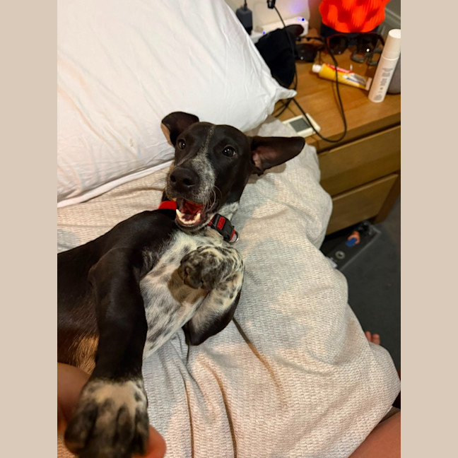 Photo of Angus
