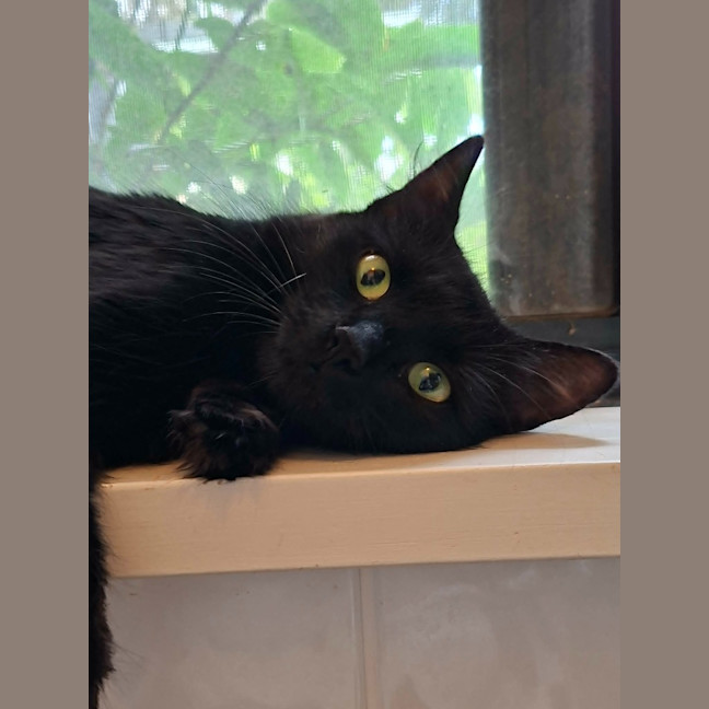 Photo of Kumquat