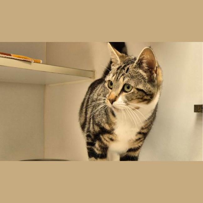 Photo of Panini
