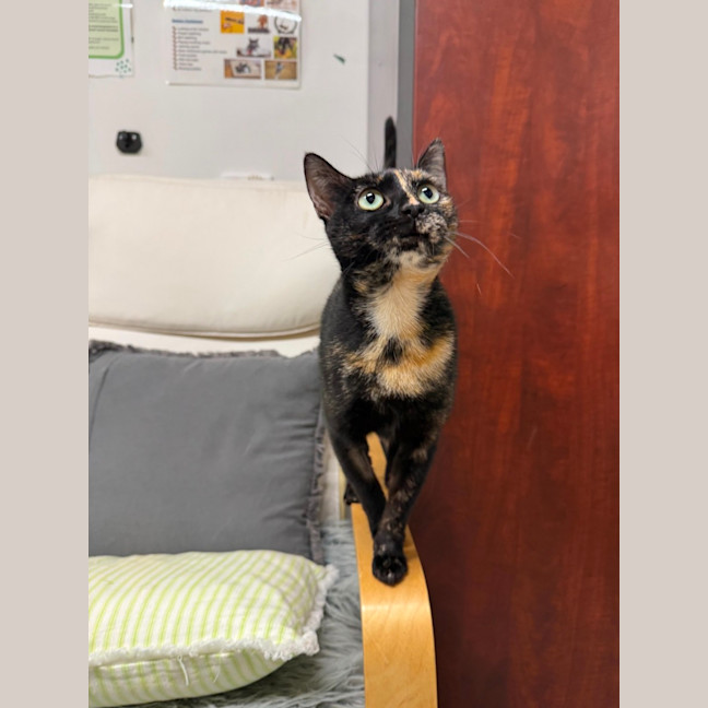 Photo of 🐈 Missy 7111 🐈