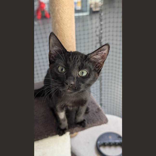 Photo of Fawnie Golden