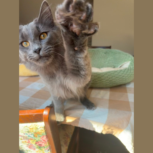 Photo of Basil
