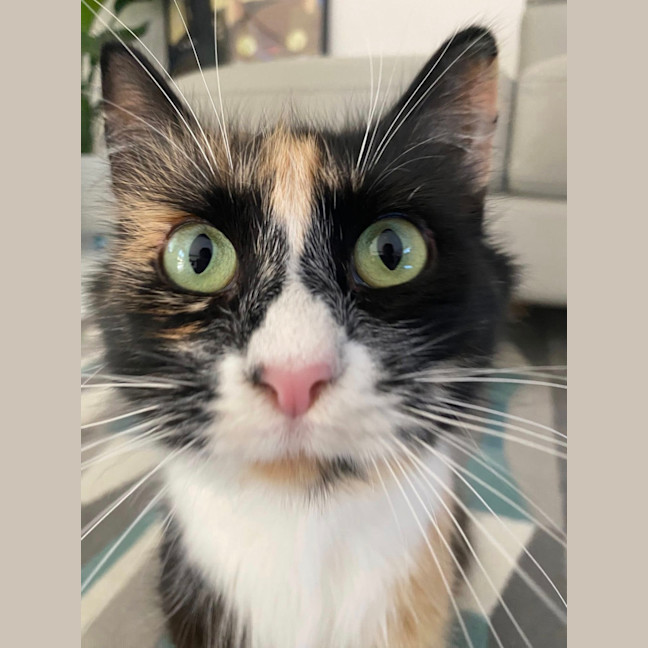 Photo of Petal